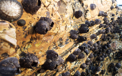 La utilización del cobre en embarcaciones a través de la historia